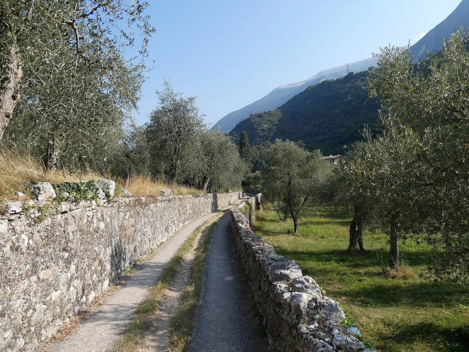 Sentiero tra muretti a secco e ulivi vicino a Malcesine, con le pendici del Monte Baldo sullo sfondo
