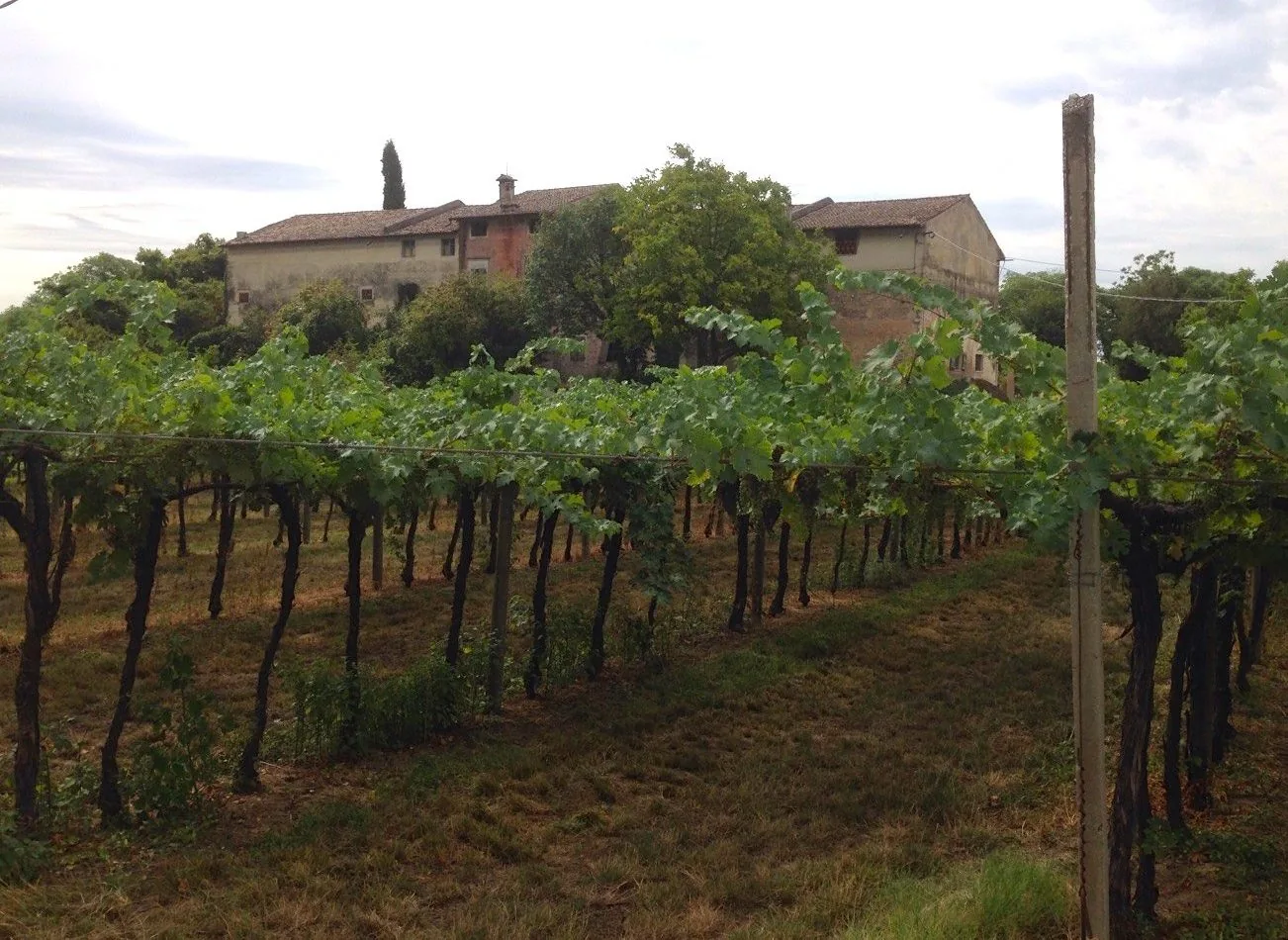 Filari di vite a pergola sulle colline di Bardolino, con un vecchio casale sullo sfondo